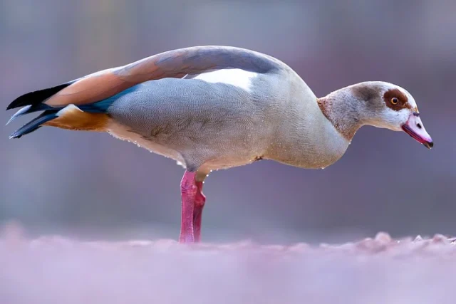 Hier noch ein paar Eindrücke von Nils, der Nilgans. Aufgenommen mit dem Canon 300mm f/2.8 IS I an der Canon R6 II.